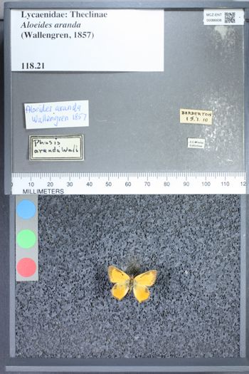 Media type: image;   Entomology 66936